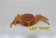 藏品(白紋方蟹)的圖片